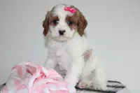 Kacie, a female Cavapoo for sale in Medina, NY – Photo 2 of 3