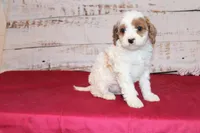 Kacie, a female Cavapoo for sale in Medina, NY – Photo 2 of 2