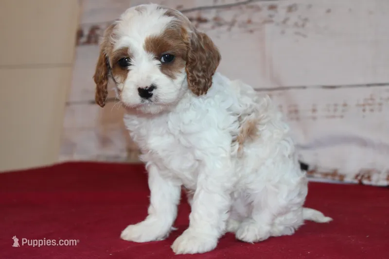 Kacie – Cavapoo puppy for sale in Medina, NY
