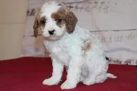 Kacie, a female Cavapoo for sale in Medina, NY – Photo 1 of 2