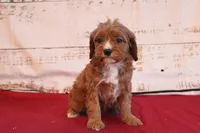 Kiya, a female Cavapoo for sale in Medina, NY – Photo 2 of 2