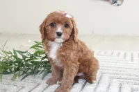 Kiya, a female Cavapoo for sale in Medina, NY – Photo 3 of 4