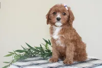 Kiya, a female Cavapoo for sale in Medina, NY – Photo 2 of 4