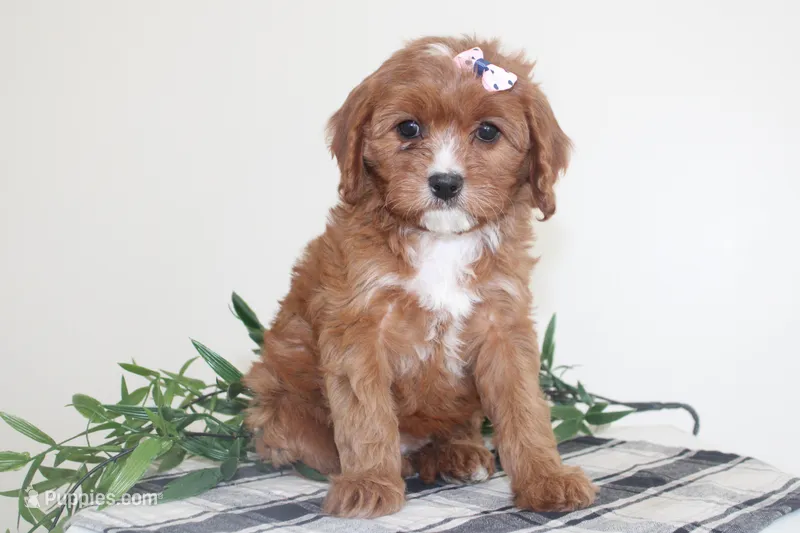 Kiya – Cavapoo puppy for sale in Medina, NY
