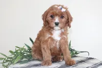Kiya, a female Cavapoo for sale in Medina, NY – Photo 1 of 4