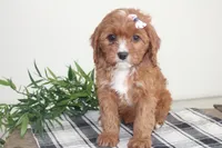 Kiya, a female Cavapoo for sale in Medina, NY – Photo 4 of 4