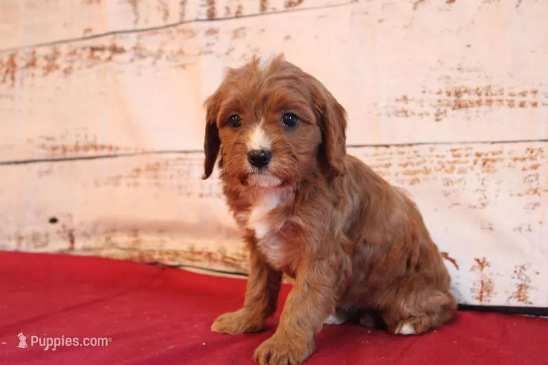 Kiya – Cavapoo puppy for sale in Medina, NY