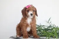 Kenlie, a female Cavapoo for sale in Medina, NY – Photo 2 of 3