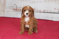 Kenlie, a female Cavapoo for sale in Medina, NY – Photo 3 of 3