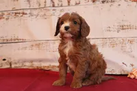 Kenlie, a female Cavapoo for sale in Medina, NY – Photo 2 of 3
