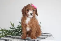 Kenlie, a female Cavapoo for sale in Medina, NY – Photo 1 of 3