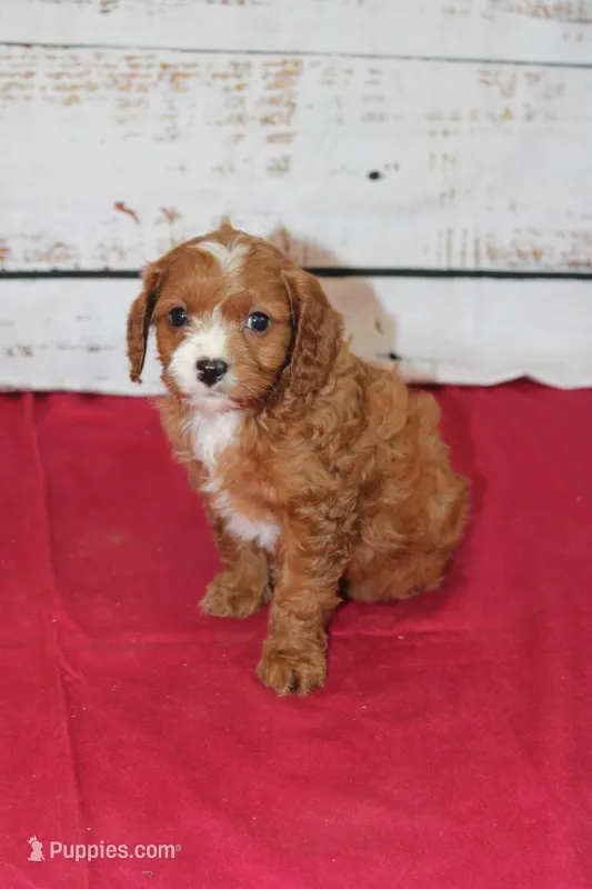 Kenlie – Cavapoo puppy for sale in Medina, NY