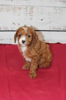 Kenlie, a female Cavapoo for sale in Medina, NY – Photo 1 of 3