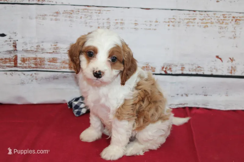 Keaton – Cavapoo puppy for sale in Medina, NY