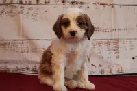 Keaton, a male Cavapoo for sale in Medina, NY – Photo 3 of 3