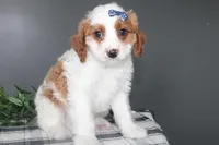 Keaton, a male Cavapoo for sale in Medina, NY – Photo 2 of 3