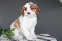 Keaton, a male Cavapoo for sale in Medina, NY – Photo 3 of 3