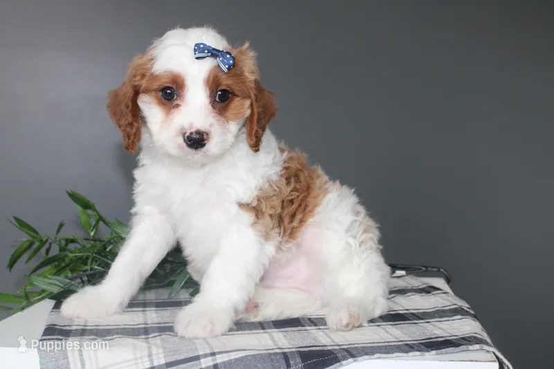 Keaton – Cavapoo puppy for sale in Medina, NY