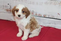 Keaton, a male Cavapoo for sale in Medina, NY – Photo 2 of 3