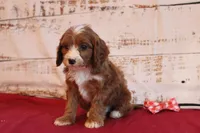 Kole, a male Cavapoo for sale in Medina, NY – Photo 2 of 3