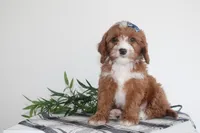 Kole, a male Cavapoo for sale in Medina, NY – Photo 3 of 3