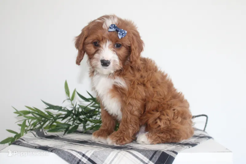 Kole – Cavapoo puppy for sale in Medina, NY