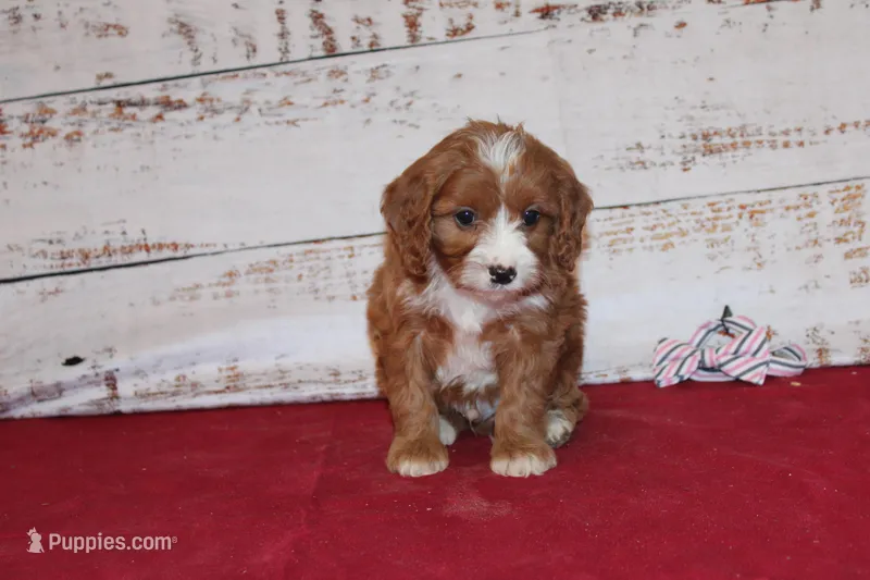 Kole – Cavapoo puppy for sale in Medina, NY