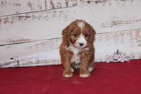 Kole, a male Cavapoo for sale in Medina, NY – Photo 1 of 3