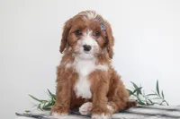 Kole, a male Cavapoo for sale in Medina, NY – Photo 2 of 3
