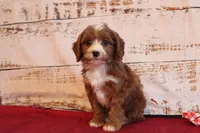 Kole, a male Cavapoo for sale in Medina, NY – Photo 3 of 3