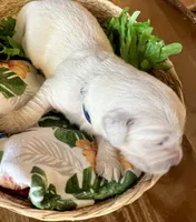 Blue Collar- Kona, a male Golden Retriever for sale in Ingleside, TX – 1 of 3