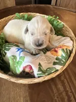 Teal- Lani, a female Golden Retriever for sale in Ingleside, TX – 2 of 3