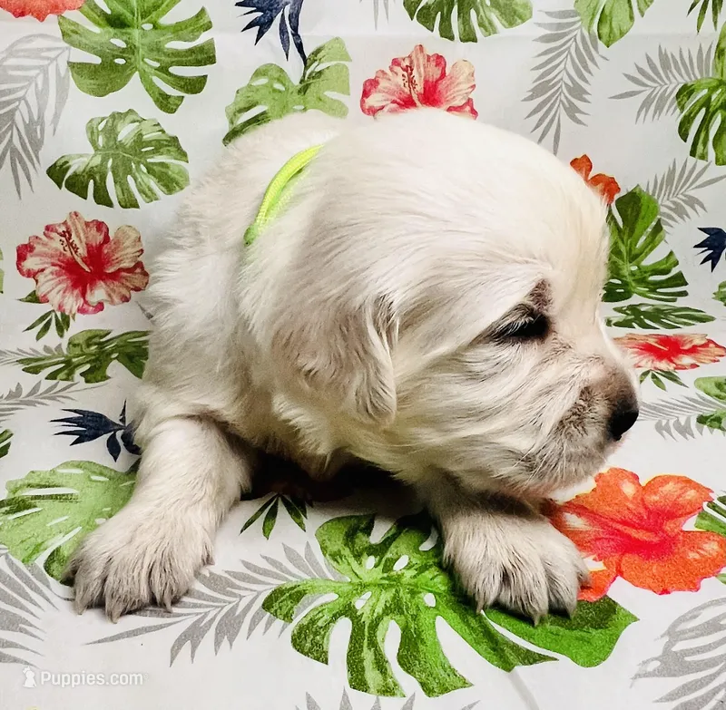 Lime Collar- Jade – Golden Retriever puppy for sale in Ingleside, TX