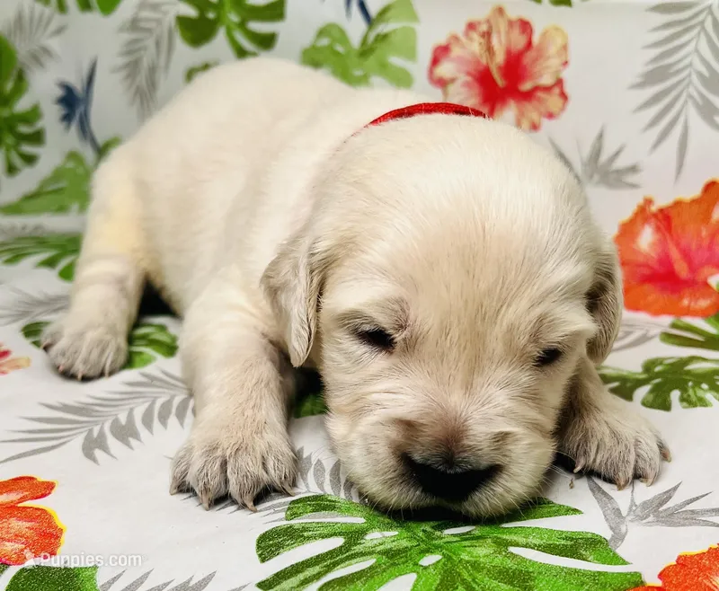 Red Collar- Kai – Golden Retriever puppy for sale in Ingleside, TX
