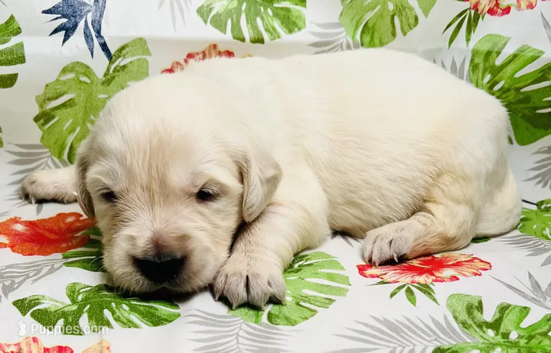 Green Collar- Reef – Golden Retriever puppy for sale in Ingleside, TX