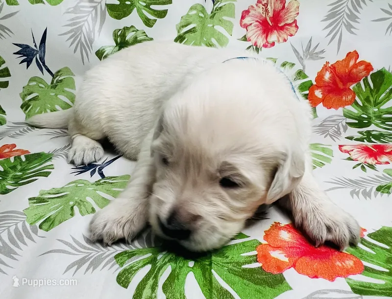 Teal- Lani – Golden Retriever puppy for sale in Ingleside, TX