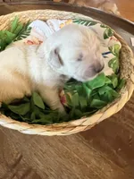 Red Collar- Kai, a male Golden Retriever for sale in Ingleside, TX – 2 of 3
