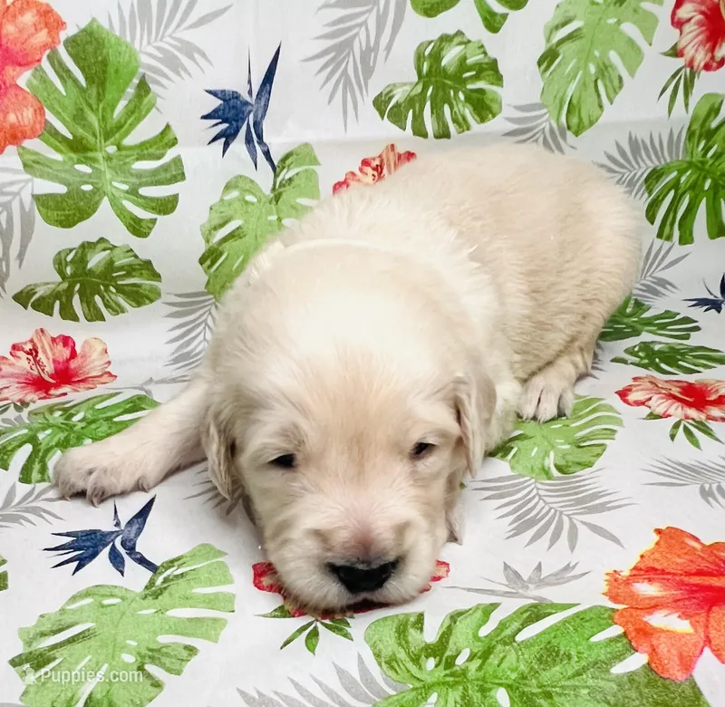 White Collar-Pearl – Golden Retriever puppy for sale in Ingleside, TX