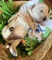 Lime Collar- Jade, a female Golden Retriever for sale in Ingleside, TX – 4 of 4