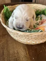 Grey Collar- Misty, a female Golden Retriever for sale in Ingleside, TX – 1 of 3