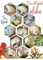 Blue Collar- Kona, a male Golden Retriever for sale in Ingleside, TX – 2 of 3