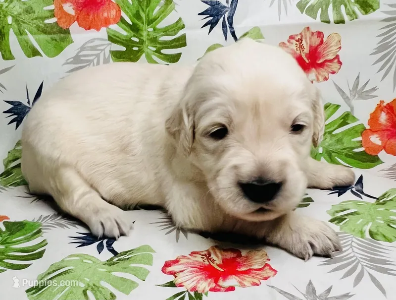 Pink Collar- Blossom – Golden Retriever puppy for sale in Ingleside, TX