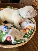 Teal- Lani, a female Golden Retriever for sale in Ingleside, TX – 3 of 3