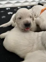 White Collar-Pearl, a female Golden Retriever for sale in Ingleside, TX – 3 of 4