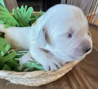 Yellow Collar-Goldie, a female Golden Retriever for sale in Ingleside, TX – 1 of 2