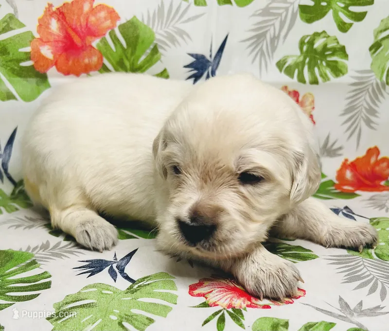 Orange Collar- Maya – Golden Retriever puppy for sale in Ingleside, TX