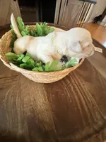 Lime Collar- Jade, a female Golden Retriever for sale in Ingleside, TX – 1 of 4
