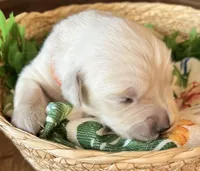 Orange Collar- Maya, a female Golden Retriever for sale in Ingleside, TX – 1 of 3