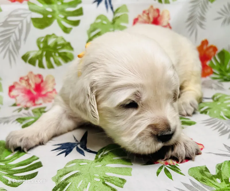 Yellow Collar-Goldie – Golden Retriever puppy for sale in Ingleside, TX