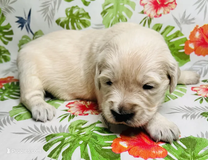 Violet- Purple Collar – Golden Retriever puppy for sale in Ingleside, TX